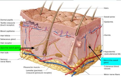 glands-1763203009