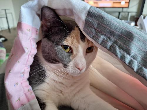 2d860cb8-e6de-43b1-ba5e-1794d5707282