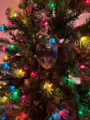 Screenshot 2024-11-25 145550