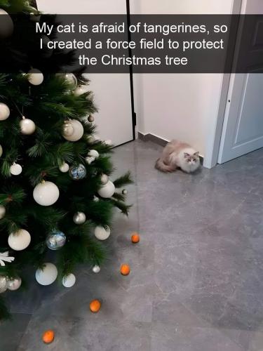 FB_IMG_1731458175267