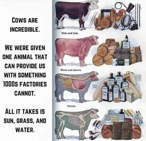 cows are incredible