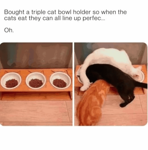 bought-triple-cat-bowl-holder-so-cats-eat-they-can-all-line-up-perfec-oh