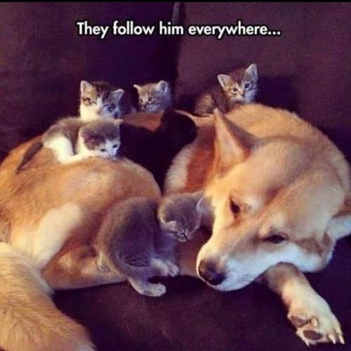 they-follow-him-everywhere