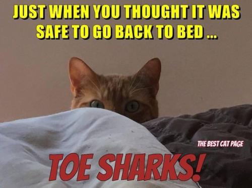 561349b760418078be63e4bdcfea099b