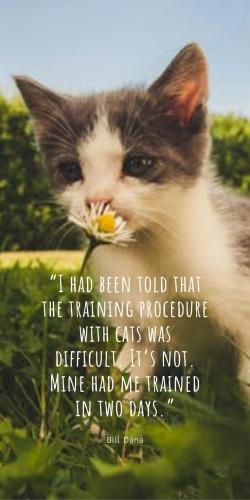 15509c970ba9d45d2d970324b6cc140f