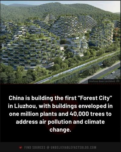 forest city