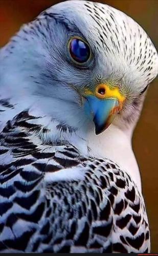 79eedccb08d9bc3a33178f4fc0c4affef4169b25aa446109c3a94cbeac26751a_1