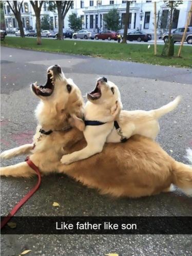 inme-like-father-like-son