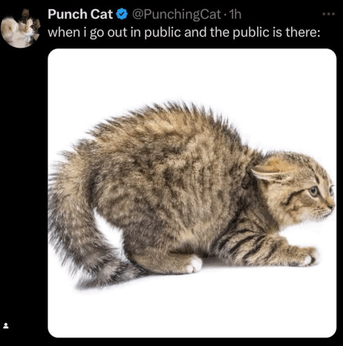 punch-cat-punchingcat-1h-go-out-public-and-public-is-there