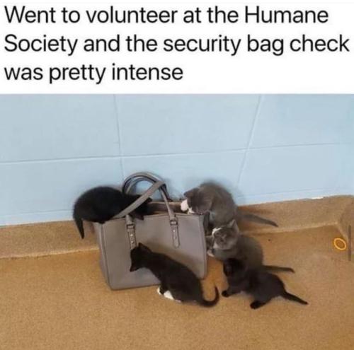 went-volunteer-at-humane-society-and-security-bag-check-pretty-intense