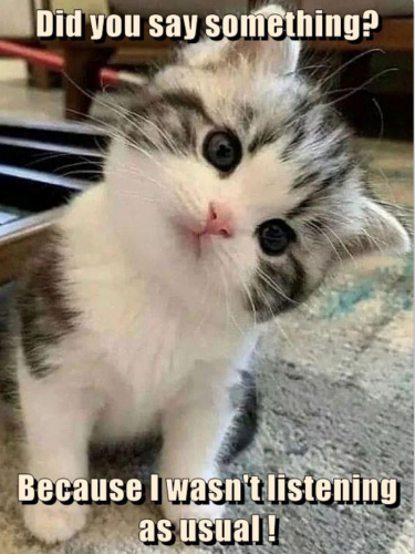 did-say-something-because-wasnt-listening-as-usual