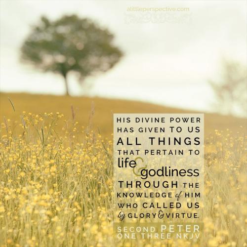 2-pet-1-3-ww-unsplash-9x