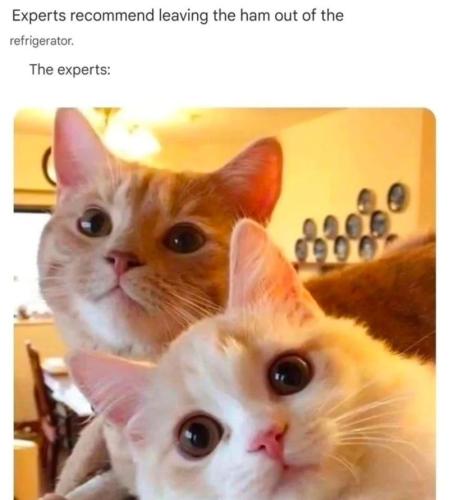 experts-recommend-leaving-ham-out-refrigerator-experts