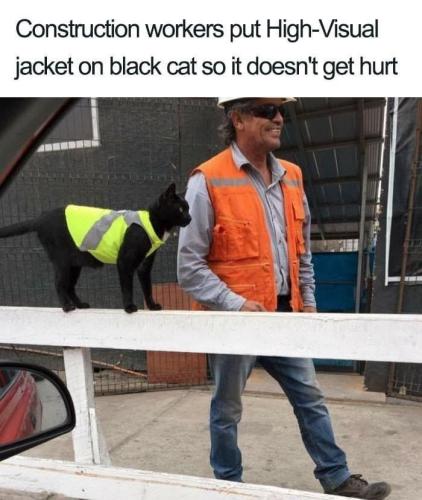 construction-workers-put-high-visual-jacket-on-black-cat-so-doesnt-get-hurt