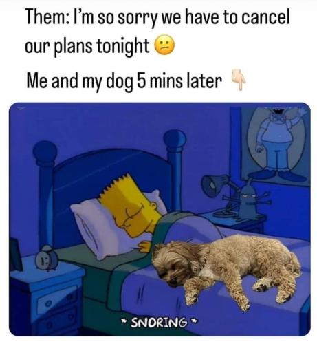 them-so-sorry-have-cancel-our-plans-tonight-and-my-dog-5-mins-later-snoring