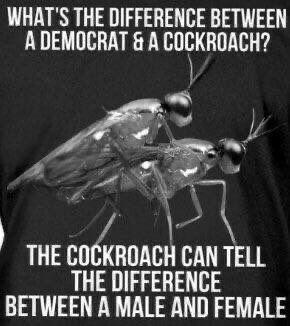 cockroach m