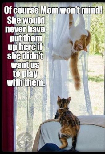 Screenshot_20241106-134748_Wimkin Free Speech Social Media