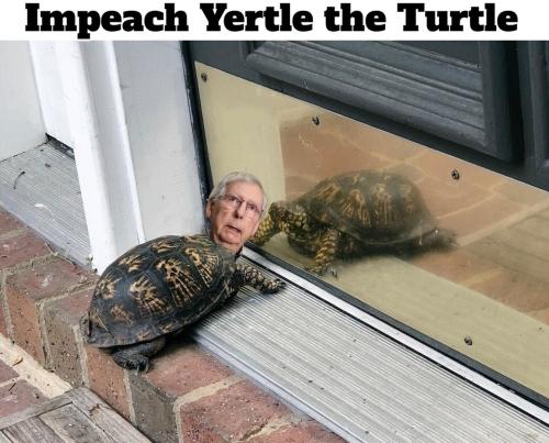 Impeach Yertl the turtle.960px