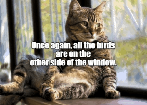 once-again-all-birds-are-on-other-side-window