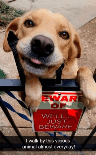 eware-well-just-beware-walk-by-this-vicious-animal-almost-everyday