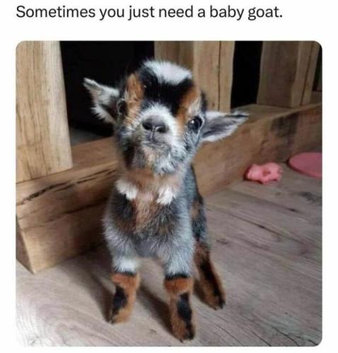 499d9b3f452e3c328310d0bb0d4c1e2c