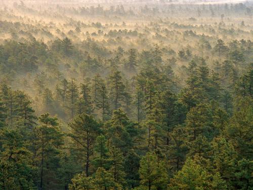 Pine Barrens, New Jersey 3