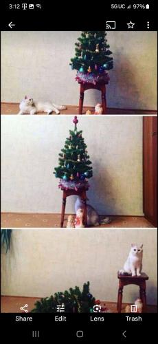 Screenshot_20241130_151252_Photos