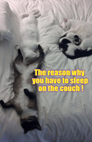 a-cat-lovers-nightly-dilemma