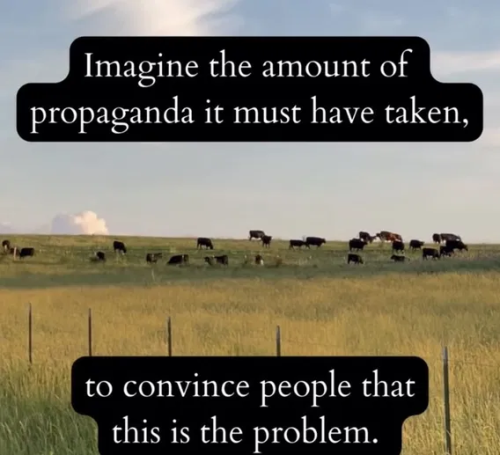 image_2024-12-13_063723566