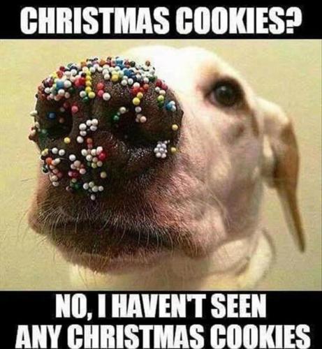 meme-hair-christmas-cookies-noi-havent-seen-any-christmas-cookies