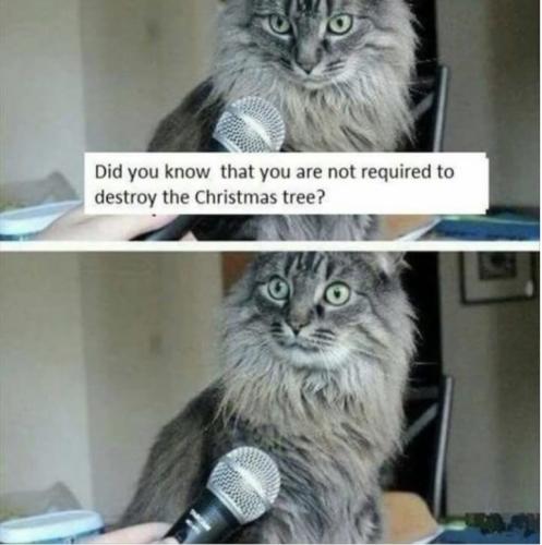 Cat-meme-xmas-tree-768x772
