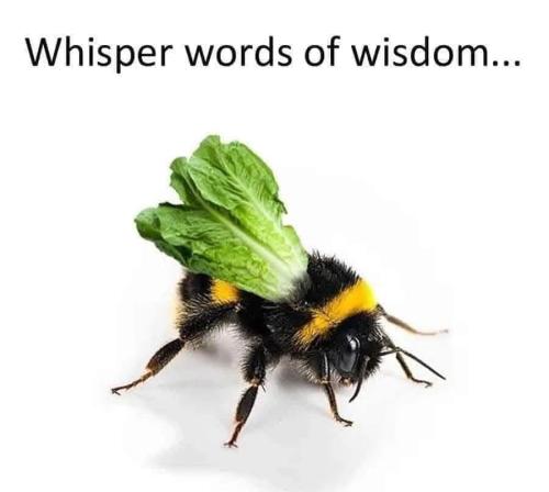 whisper words of wisdom