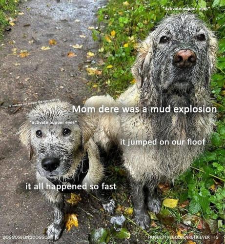 explosion-all-happened-so-fast-doggosbeingdoggos-jumped-on-our-floof-hubertthegoldenretriever-ig