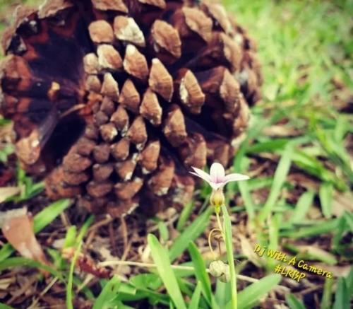 Screenshot_20241226_075137_Brave