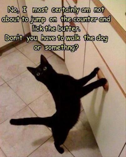 animal-pictures-51 - Copy (2) - Copy