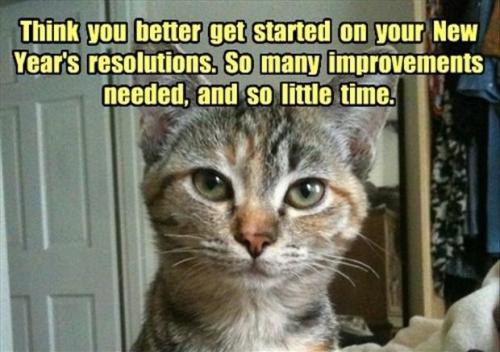 cat-think-better-get-started-on-new-years-resolutions-so-many-improvements-needed-and-so-little-time