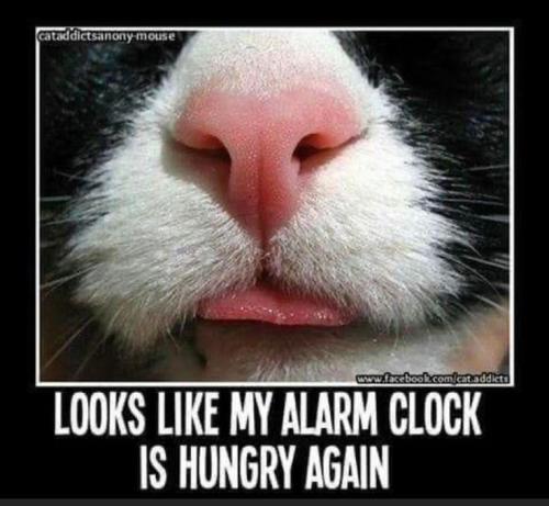 6233ab0cbadf2f23f14b5bdb69cbb6b6