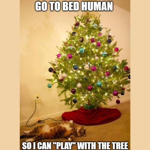 Cat-Christmas-Tree-Memes-5