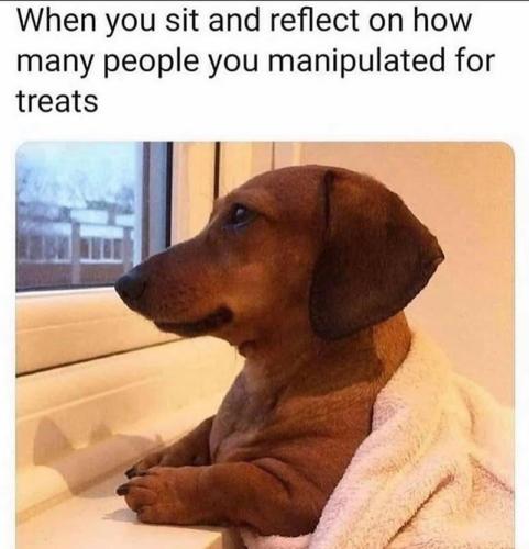 sit-and-reflect-on-many-people-manipulated-treats