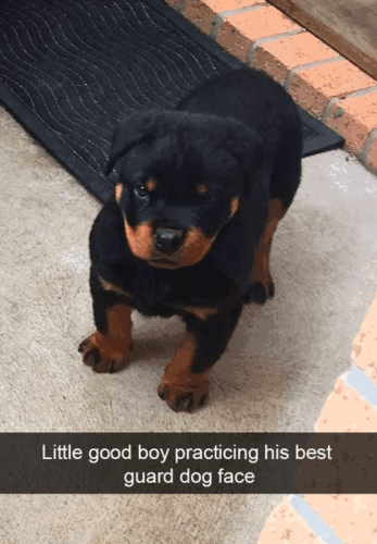 little-good-boy-practicing-his-best-guard-dog-face