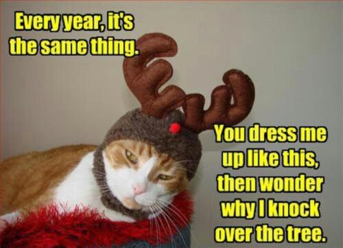 cat-every-year-irs-the-same-thing-you-dress-me-up-like-this-then-wonder-why-iknock-over-the-tree
