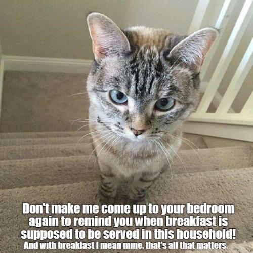 and-with-breakfast-i-mean-mine-thats-all-that-matters