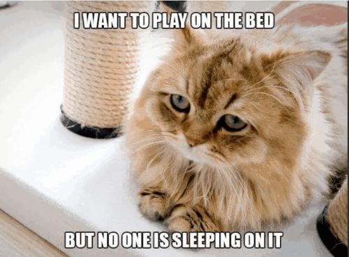 want-play-on-bed-but-no-one-is-sleeping-on