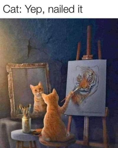 cat-yep-nailed-camphotoartist