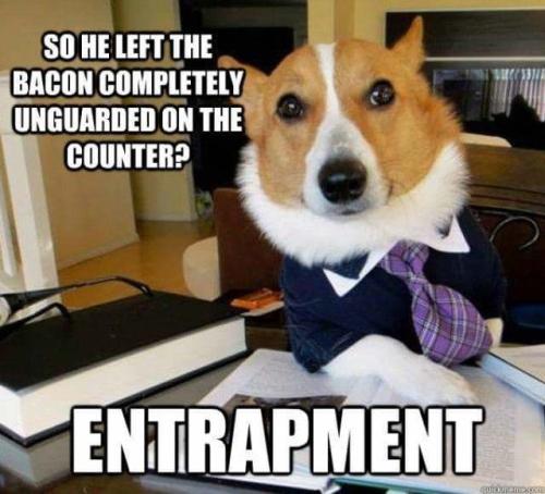 tie-so-he-left-bacon-completely-unguarded-on-counter-entrapment-eurckmehecam