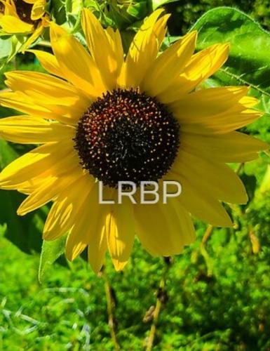 Screenshot_20241223_121507_Brave