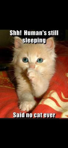 Screenshot_20241227_072803_Gallery