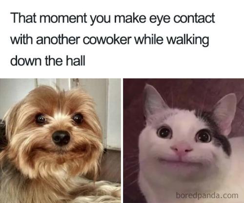 funny-office-coworker-memes-92-5c19fb873482e__700