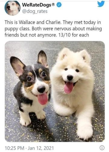 puppy-class-both-were-nervous-about-making-friends-but-not-anymore-1310-each-1025-pm-jan-12-2021