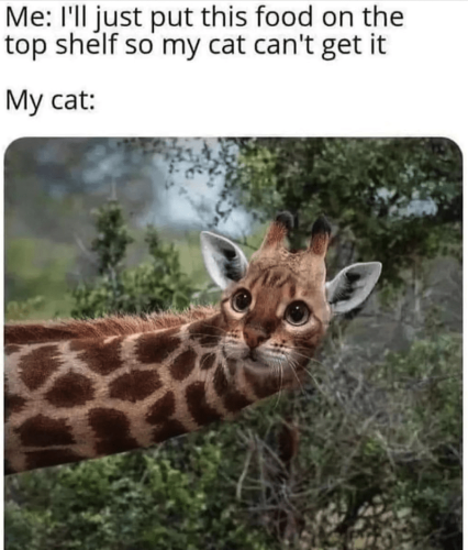animal-just-put-this-food-on-top-shelf-so-my-cat-cant-get-my-cat